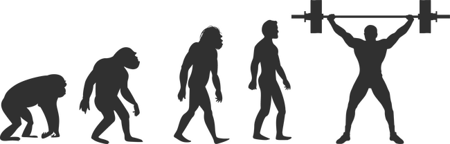 Súlyemelős minta, Gyúrós minta, Evolúció